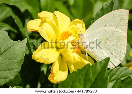 Beautiful butterfly resting on beautiful dahlia flower with blur nature background 