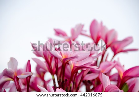 group of yellow white flowers of Frangipani, Plumeria, Templetree on a sunny day with natural bokeh background in THAILAND