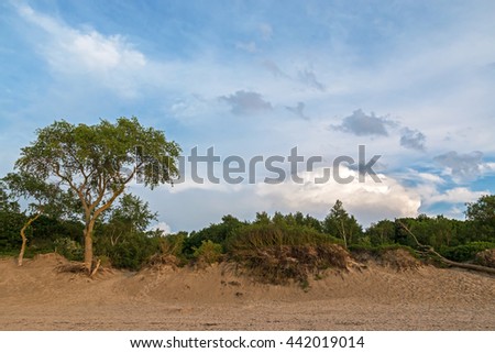 A tree and green thickets on the sandy beach and a thunderstorm on the background