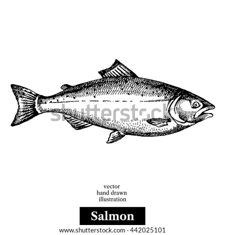 Hand drawn sketch seafood vector black and white vintage illustration of salmon fish. Isolated object on white background. Menu design