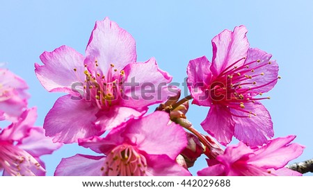 Blooming cherry blossom  closeup