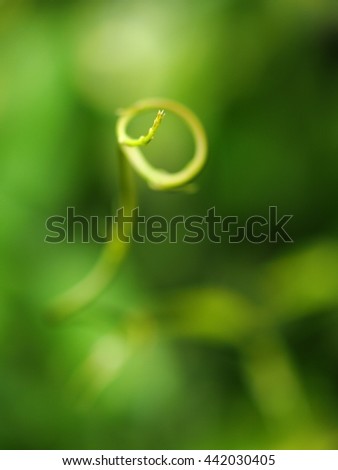 background backdrop picture photo of spiral form young leaves of tropical creeping plant  in garden after rain, green leaves outdoor environment shallow DoF soft focus bokeh background
