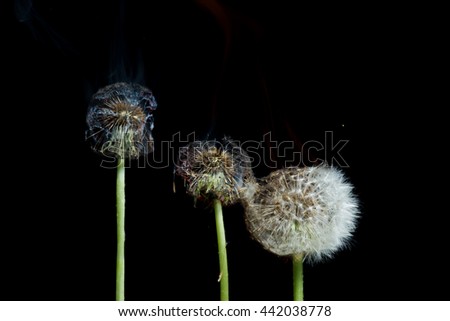 Set on fire dandelion on a black background.