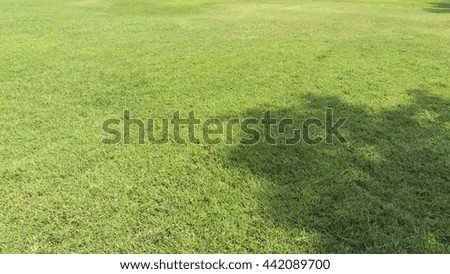green grass texture background , Have tree shadow