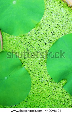 Green plant pattern for background