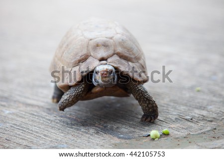 Turtles, eat, Thailand, turtle slow.