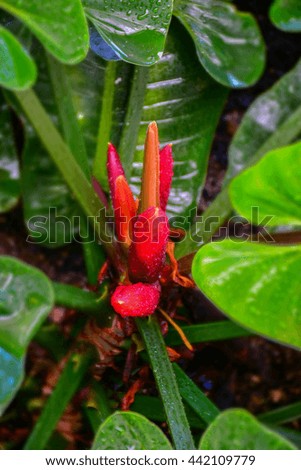 macro detail of orange tropical flower