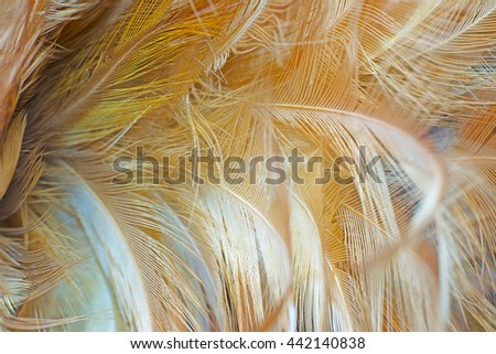 Blur brown chicken feather abstract texture vintage background