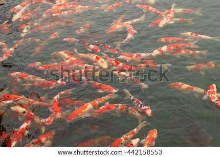 Japanese colored carp in a pond