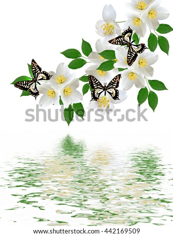 White jasmine flower.  branch of jasmine flowers isolated on white background. butterfly