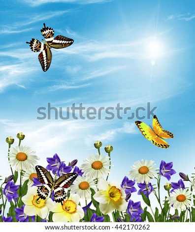 Summer landscape. bell Flower. wildflowers daisies and bluebells. butterfly;