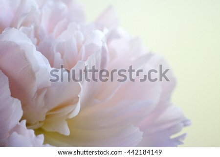 fragment of pink peony