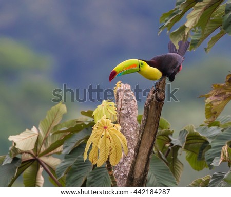 .A Keel-billed Toucan perfectly positioned to show it's colorful plumage, perceives all that surrounds it.  Photographed in the wild in rural Costa Rica near Arenal Volcano.