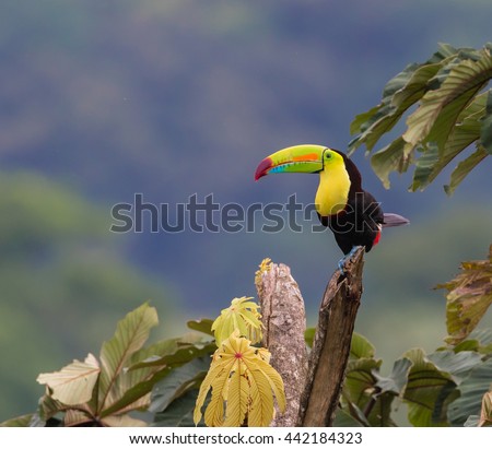 Perfect Perch...A Keel-billed Toucan perfectly positioned to show it's colorful plumage, perceives all that surrounds it.  Photographed in the wild in rural Costa Rica near Arenal Volcano.