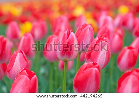 The photos are beautiful varietal collection of flowers in the sunlight