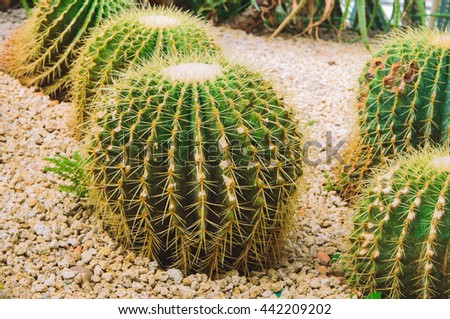 Golden Barrel Cactus in botany cactus garden. cactus in desert.cactus.Nature green background or wallpaper: domestic cactus closeup. soft focus. filter effect.