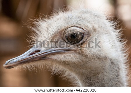 Hornbill eye for natural beauty.