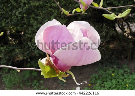 Large magnolia flower with pink petals on a thin tree branch