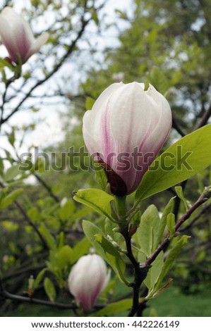 Magnolia flower with soft pink petals on a branch with green leaves