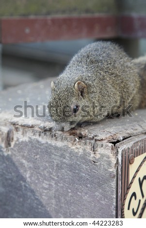 Cute squirrel pictures
