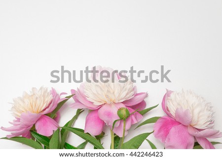 Floral greeting card or frame for greeting text. Template for Valentine's Day card with pink and red flowers peonies. 