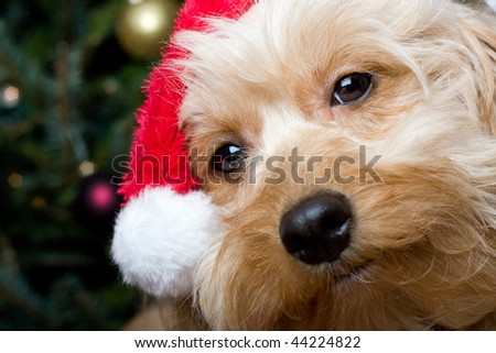 a cute dog in front of a christmas tree with a santa hat Royalty-Free Stock Photo #44224822