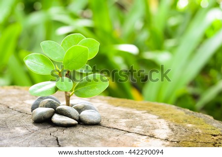 New green leaves born on old tree,rock on old tree, textured background , nature stock photo