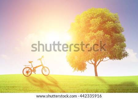 Bike and tree on the grass