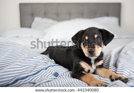 Spoiled Black and Brown Terrier Puppy Relaxing on Human Bed