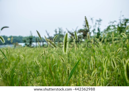 Selective focus green field of grass