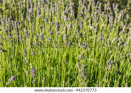 Lavender field closeup. Blooming lavender. Aromatic lavender flowers over bright sun. Selective focus. Lot of tiny blue flowers on meadow. Sunny day. Filled frame picture. Freshness, purity, romantic.