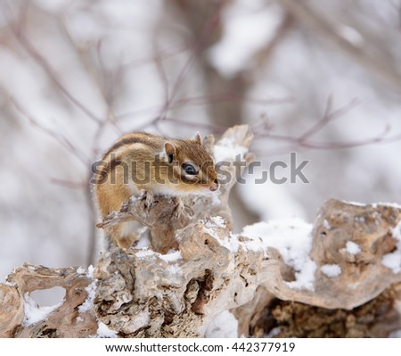 Siberian Chipmunk in Winter Forest.