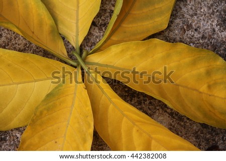 Yellow leaves.