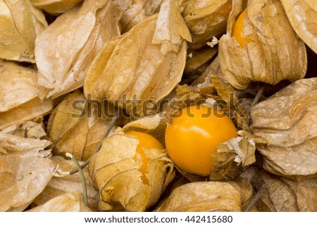 Physalis also known as winter cherries, cape gooseberries, ground cherries, love in cage or chinese lantern, aguaymanto. Picture taken in Peru.  