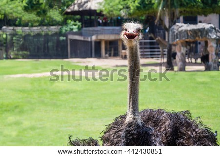 The black ostrich is smile for taking a picture when it feels happy