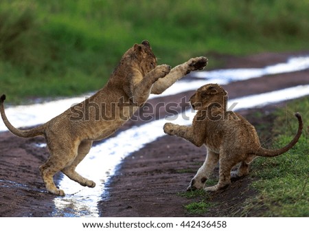 This is a picture of cubs of lion which playing near puddle. It is an excellent illustration which shows wildlife.