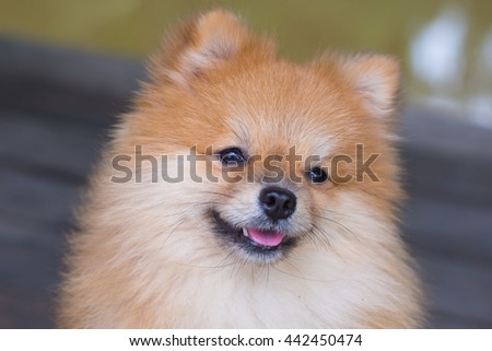 The face of the dog pomeranian .