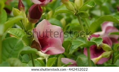 Beautiful closeup of a Flower growing in plant.