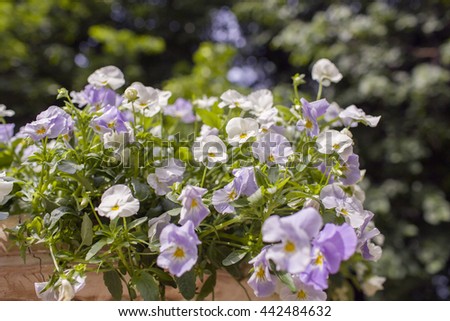 Violet and white pansy flowers