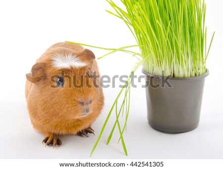 Funny guinea pig and green grass (on a white background)
