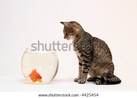 Home cat  and a gold  fish.
