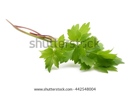 Fresh lovage twig (Levisticum officinale) isolated on white background Royalty-Free Stock Photo #442548004