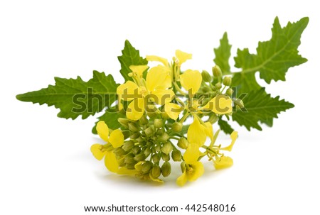 Mustard flowers isolated on white background Royalty-Free Stock Photo #442548016