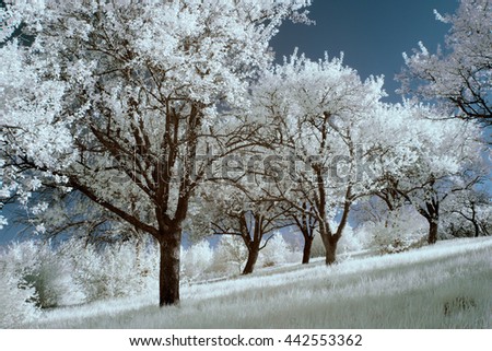 infrared photography, landscape. Trees illuminated light morning contrast