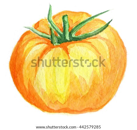 Watercolor yellow tomatoes on the white background isolated