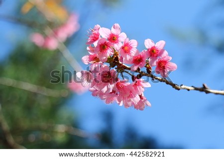 Close up beautiful pink flowers and blooming in the winter, cherry blossoms on blue sky background