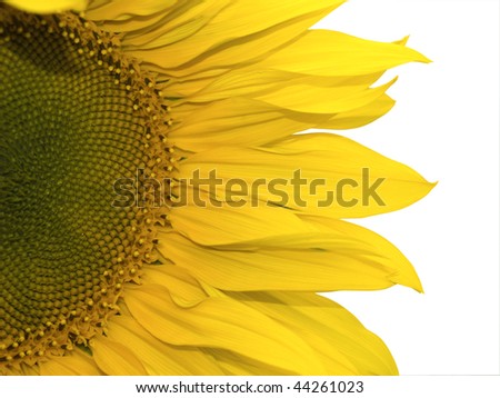 Some bright sunflower isolated on a white background