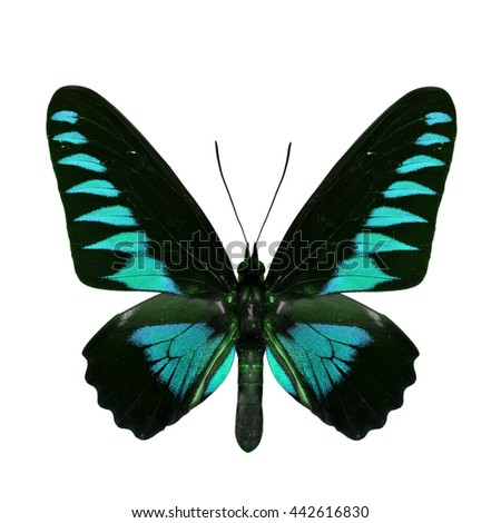 The distinctive black and velvet pale green birdwing butterfly isolated on white background
