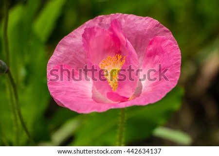 Close-up a poppy pink flower,Beautiful single pink poppy in garden