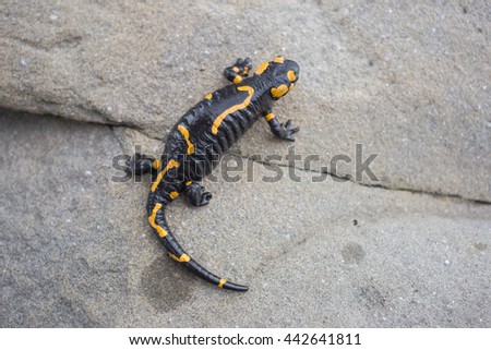 Beautiful salamander in a bright color in natural conditions in the summer.